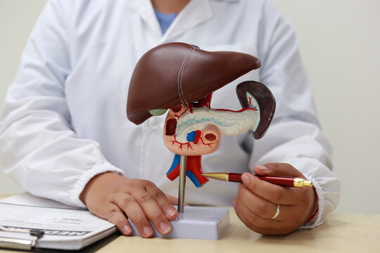 The liver is a large, vital organ that detoxifies chemicals, metabolizes drugs, produces bile, and stores nutrients. It plays a crucial role in digestion, metabolism, and maintaining overall health.