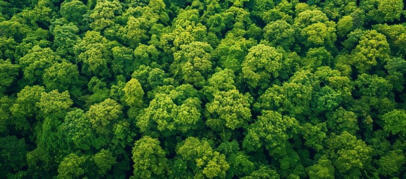 The texture and background of green forest trees from an aerial view, the natural background of green forest trees, the tropical rainforest tree ecosystem environment, and the texture and background