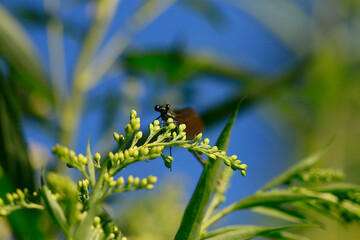 Libellule demoiselle