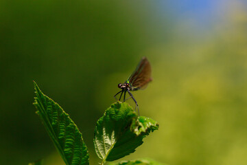 Libellule demoiselle