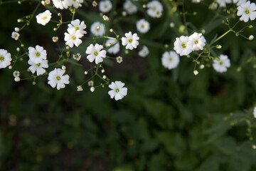 Romantic beautiful blooming white gypsophila flowers with light green natural background. Festive white background of blooming gypsophila. Spring concept