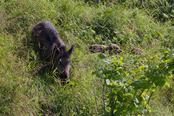 sanglier et marcassins