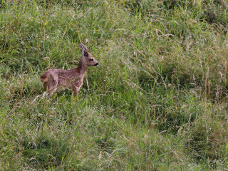 faon de chevreuil