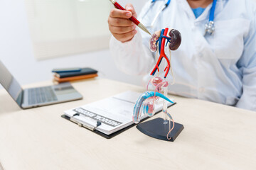 A doctor with suspected prostate cancer using a male reproductive system model during a visit to...