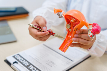 A doctor works at a desk, examining a uterus model to provide medical care and treatment for female...