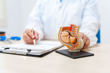 A doctor works at a desk with a model of a female womb containing a fetus, demonstrating growth, pregnancy development, and birth processes for educational purposes.