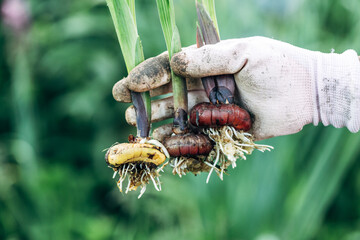 hand holding gladiolus flower bulb onion before planting