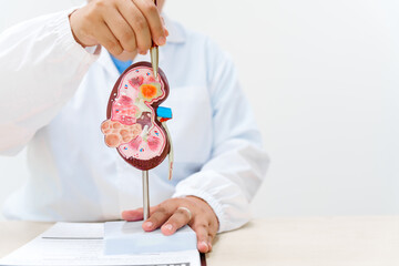 A doctor uses an anatomical kidney model to explain renal diseases, treatments, and diagnostics,...