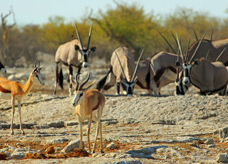 Springbok in the foreground with a herd of Oryx in the distance