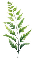 Obraz premium PNG Plant herbs leaf fern.