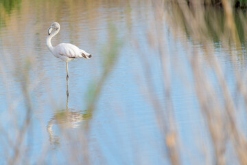 FLAMENCO COMÚN (Phoenicopterus Roseus) EN UNA LAGUNA