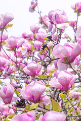 Pink magnolia flowers. Flower bud on a tree branch in the garden. Spring blooming nature