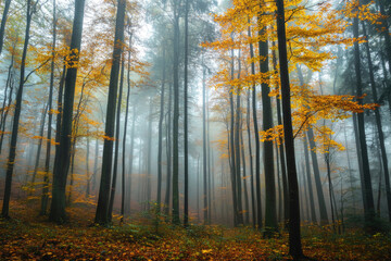 Obraz premium A mysterious forest enveloped in autumn fog.