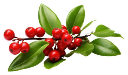 PNG Chirstmas mistletoe cherry plant fruit.