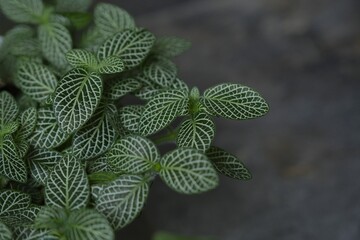 Fittonia albivenis, nerve plant or mosaic plant on dark background. Beautiful pattern leaves.