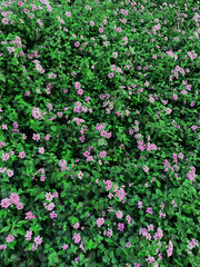 Bush with many purple flowers