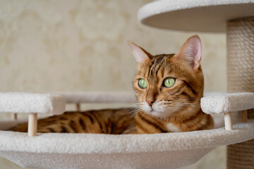 Bengal shorthaired kitten lying in pet bed on a climbing tree