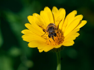 a yellow calendula flower with a bee sitting on it in close-up