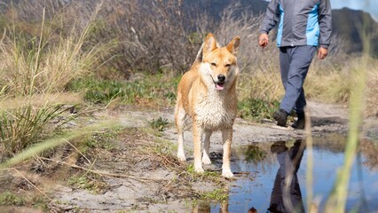 Man walking his shiba inu on a nature trail with reflections in a puddle on a sunny day