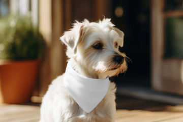 Dog scarf png mockup, transparent design