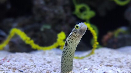 Serpente da areia e enguia-jardineira 