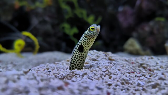 Serpente da areia e enguia-jardineira 