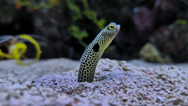Serpente da areia e enguia-jardineira 