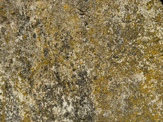 Concrete covered with lichen.