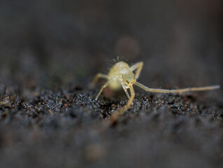 Spring tail on the wet land