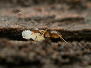 An ant is carrying its larva