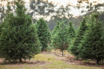 Outdoor Christmas tree lot with sheared fresh cut trees on display for sale, sunny winter day