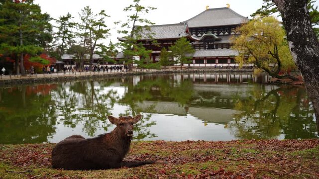 Nara Todaiji Temple Chumon gate and Nara deer seen from Kagamiike Pond