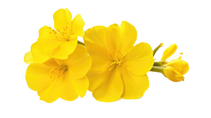 Obraz premium yellow flowers isolated on white
