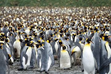 King Penguin Colony on South Georgia