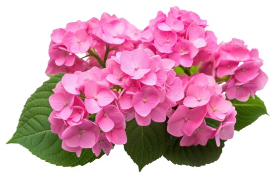 PNG Hydrangea blossom flower petal.