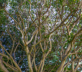 Background of a Banyan Tree with a Leaf Canopy.