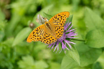 Silver-washed Fritillary butterfly (Argynnis paphia) sitting on pink flower in Zurich, Switzerland