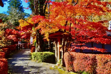 秋の山本不動尊・錦秋・モミジ（福島県・棚倉町）