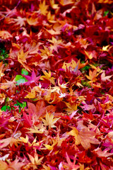秋の山本不動尊・錦秋・モミジ（福島県・棚倉町）