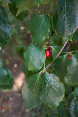 ripe fruits of Cornus mas shrub