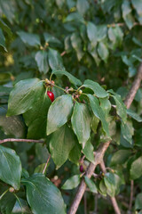 ripe fruits of Cornus mas shrub