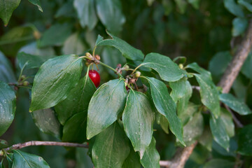 ripe fruits of Cornus mas shrub