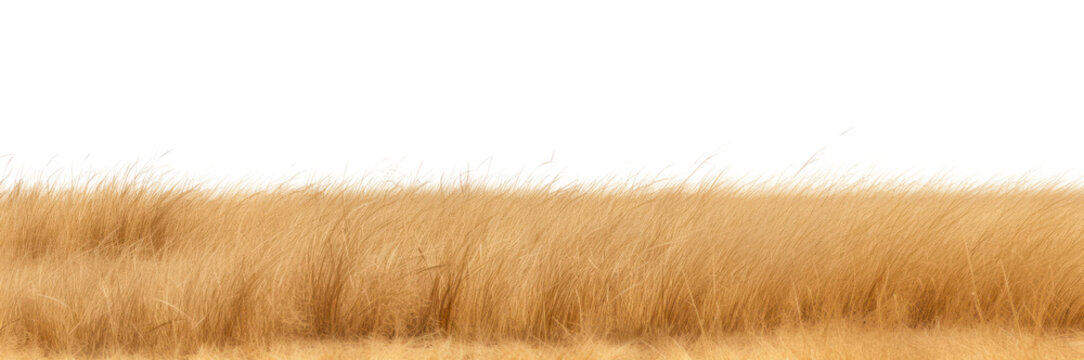 PNG Savannah grass field grassland outdoors savanna. - Powered by Adobe