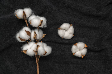 Natural Cotton Bolls on Black Fabric Background for Textile and Fashion Design