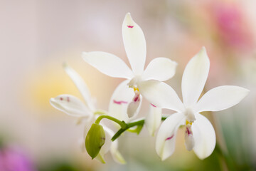 Phalaenopsis Orchid tetraspis 'Fire'