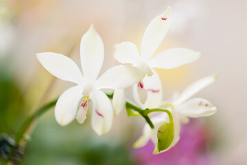 Phalaenopsis Orchid tetraspis 'Fire'