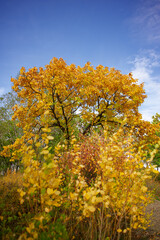 Fototapeta premium Autumn scene. Autumn. The path to the garden. Trees and leaves in the sunlight.