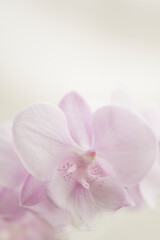 Phalaenopsis Pink Romance