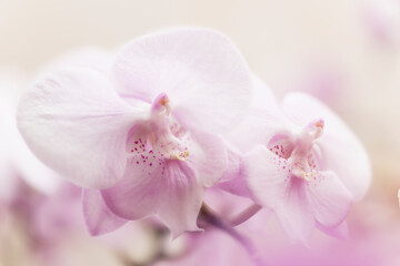 Phalaenopsis Pink Romance