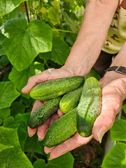 Women's hands holding fresh cucumbers